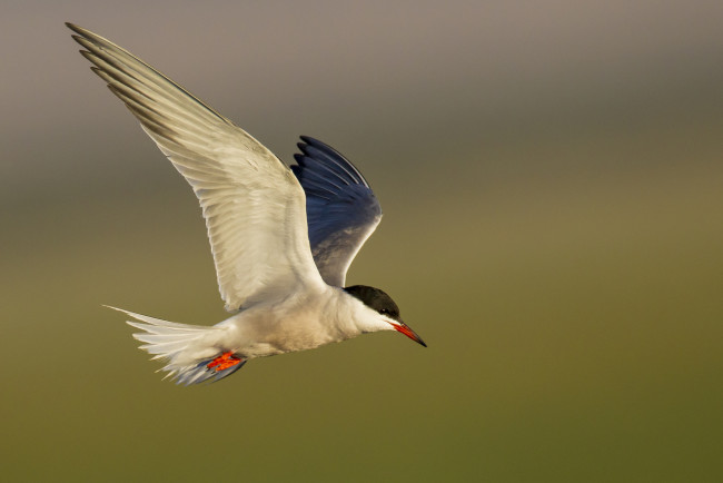 Обои картинки фото животные, Чайки,  бакланы,  крачки, птичка