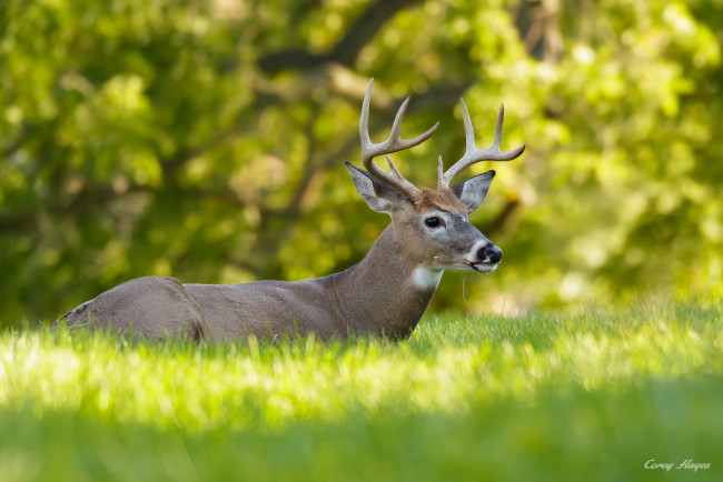 Обои картинки фото животные, олени, луг, трава, олень