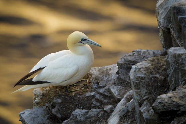 Обои картинки фото животные, олуши, птичка