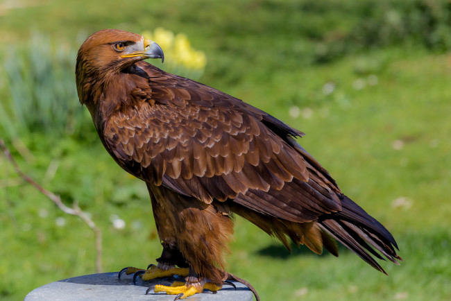 Обои картинки фото животные, птицы - хищники, орел