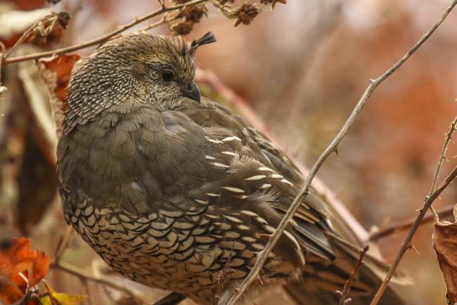 Обои картинки фото животные, птицы, птица, хохолок