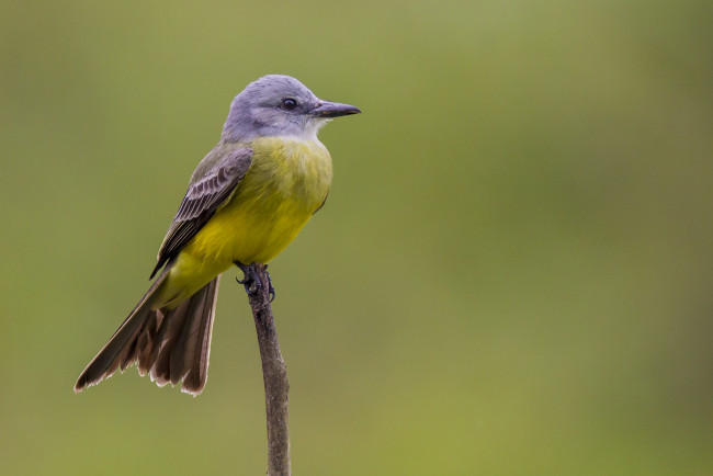 Обои картинки фото животные, птицы, птичка