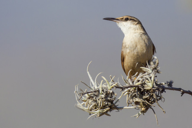 Обои картинки фото животные, птицы, птичка