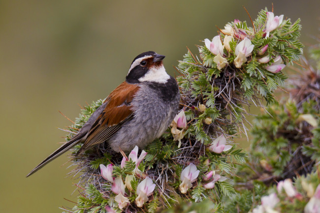 Обои картинки фото животные, птицы, птичка