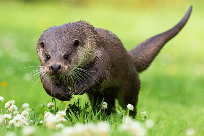 Обои картинки фото животные, выдры,  каланы,  ондатры, выдра