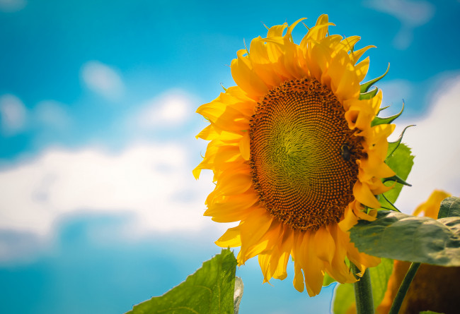 Обои картинки фото цветы, подсолнухи, подсолнух, небо
