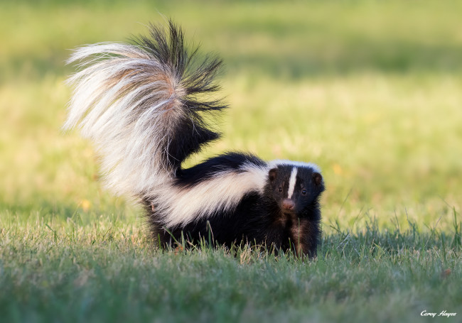 Обои картинки фото животные, скунсы, скунс, луг, фон