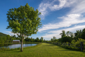 Картинка природа деревья простор