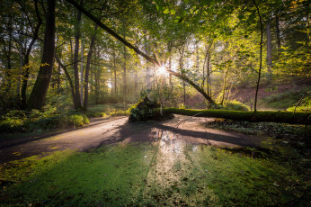 Картинка природа лес простор