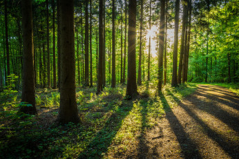 Картинка природа лес простор