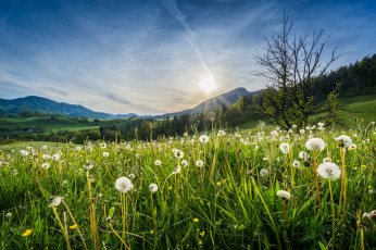 Картинка природа луга простор