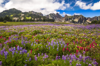 Картинка природа луга простор