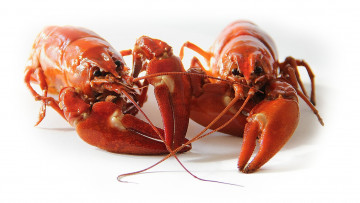 Картинка еда рыба +морепродукты +суши +роллы раки