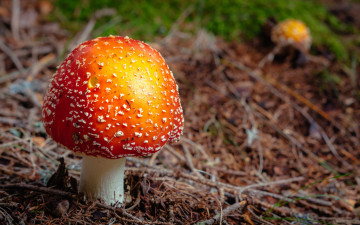 Картинка природа грибы +мухомор шляпка