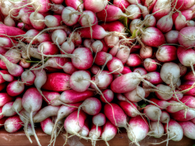 Обои картинки фото еда, редис,  репа,  редька, много, урожай