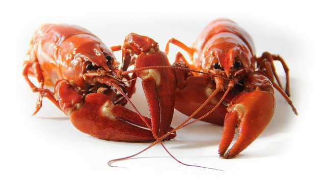 Обои картинки фото еда, рыба,  морепродукты,  суши,  роллы, раки