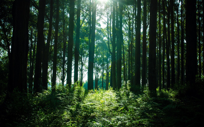 Обои картинки фото природа, лес, сосны, папоротник