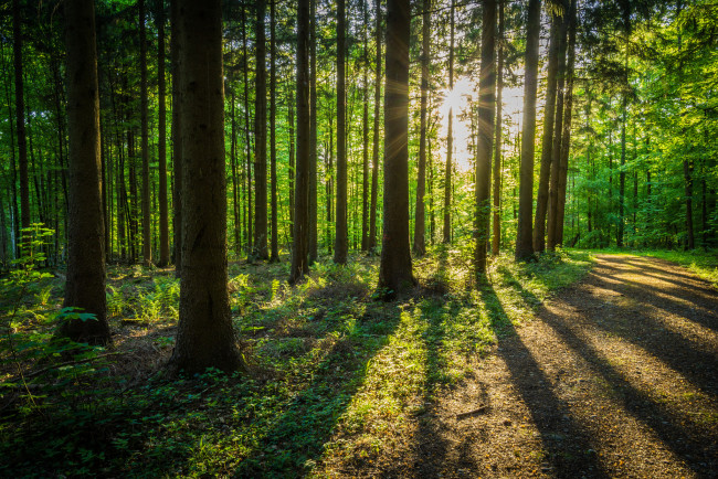 Обои картинки фото природа, лес, простор