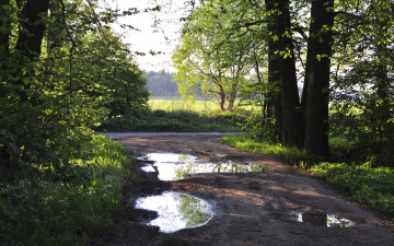 Картинка природа дороги деревья дорога лужи