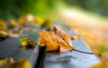 Картинка природа листья осень скамейка