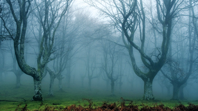 Обои картинки фото природа, лес, осень, туман