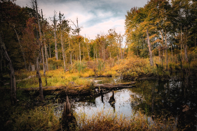 Обои картинки фото природа, реки, озера, лес, осень, болото, коряга