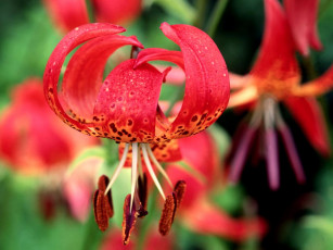 Картинка цветы лилии лилейники