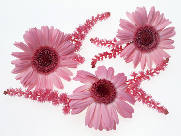 Обои картинки фото цветы, герберы