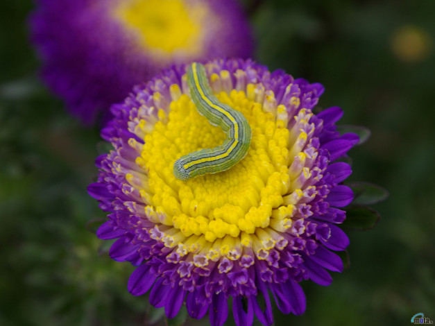 Обои картинки фото животные, гусеницы