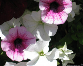 Картинка цветы петунии калибрахоа