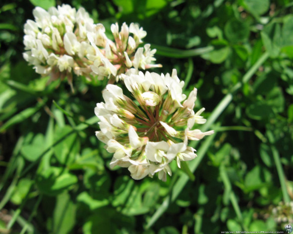 Обои картинки фото цветы, луговые, полевые