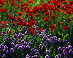 Картинка цветы луговые полевые