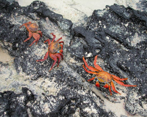 Картинка животные крабы раки