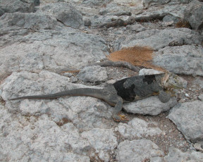 Картинка животные Ящерицы игуаны вараны