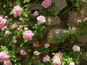 Картинка цветы цветущие деревья кустарники