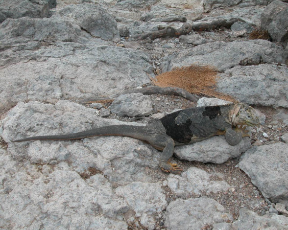 Обои картинки фото животные, Ящерицы, игуаны, вараны