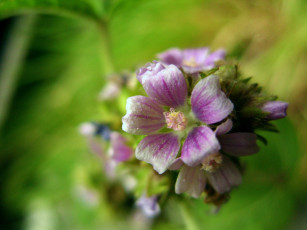 Картинка цветы луговые полевые