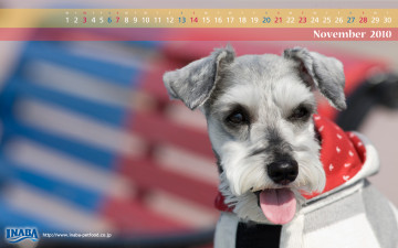 обоя календари, животные