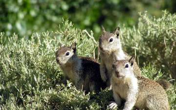 Картинка животные суслики сурки