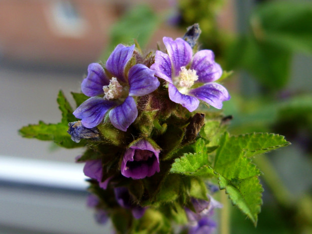 Обои картинки фото цветы, луговые, полевые