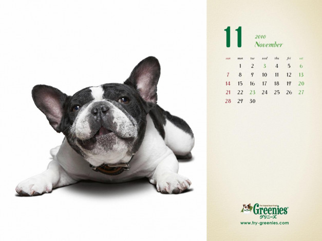 Обои картинки фото календари, животные