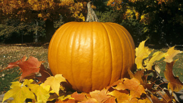 Картинка еда тыква большая листья