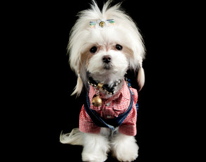 Картинка животные собаки собачка