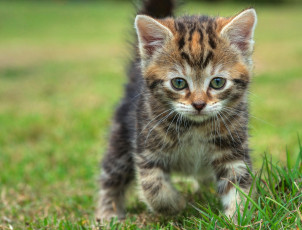 Картинка животные коты котёнок