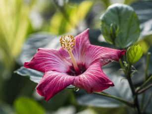 Картинка цветы гибискусы китайская роза