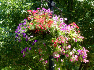 Картинка цветы петунии калибрахоа петунья