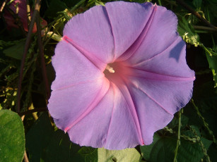 Картинка цветы вьюнки ипомеи бутон груши виноград яблоки персики