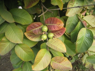 Картинка природа Ягоды ягоды ветка листья