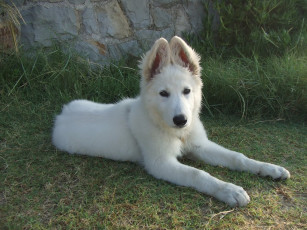 Картинка животные собаки собака