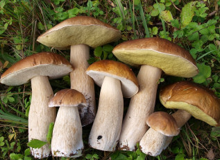 Картинка природа грибы боровик